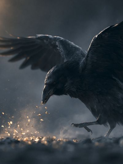 Raven in Flight Photography Poster. poster
