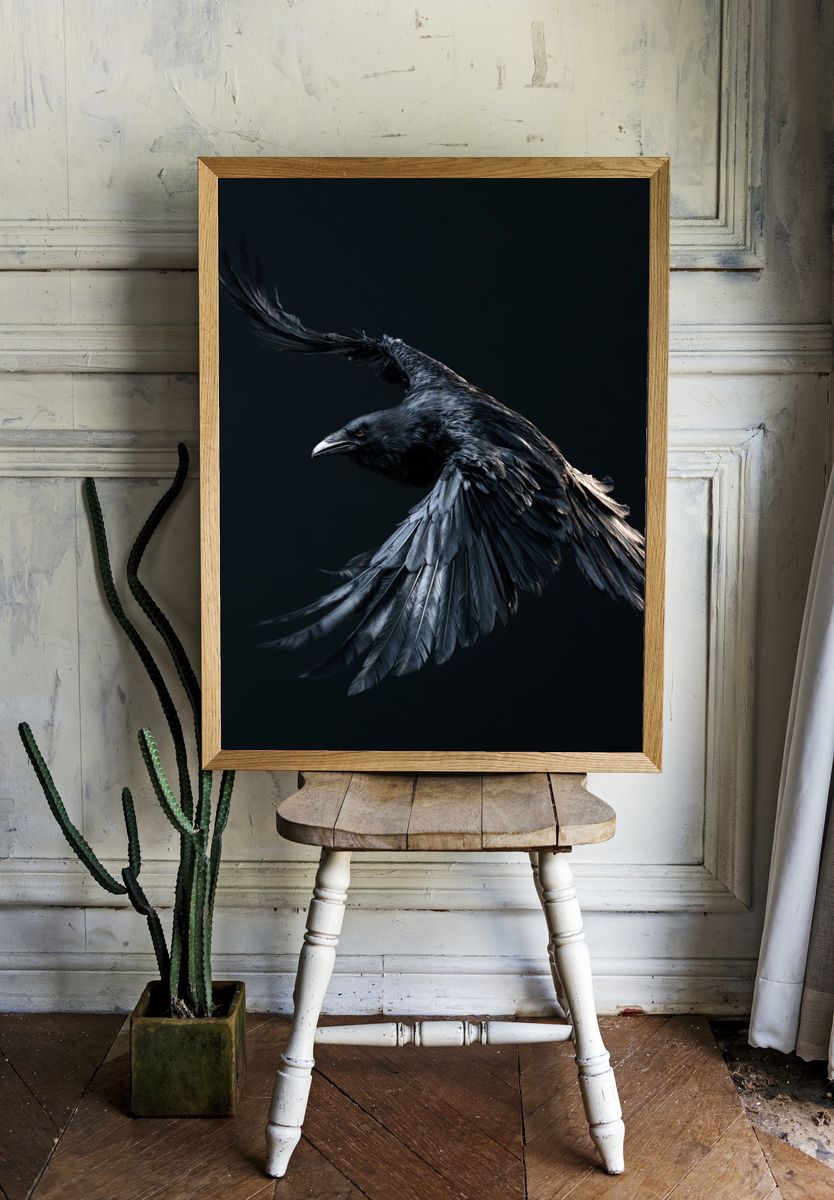 Black Raven in Flight Poster. room preview