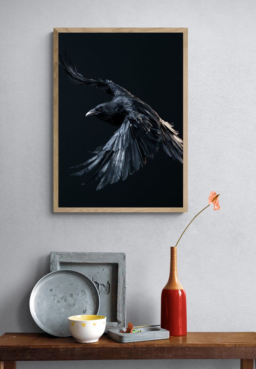 Black Raven in Flight Poster. — room view 3