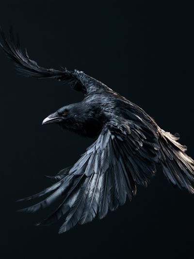 Black Raven in Flight Poster. poster