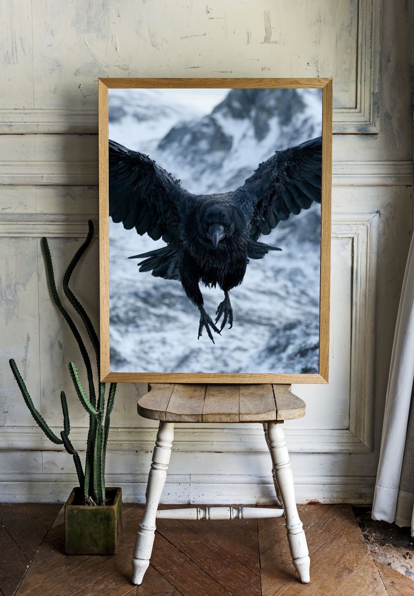 Raven in Flight Photography Poster. room preview