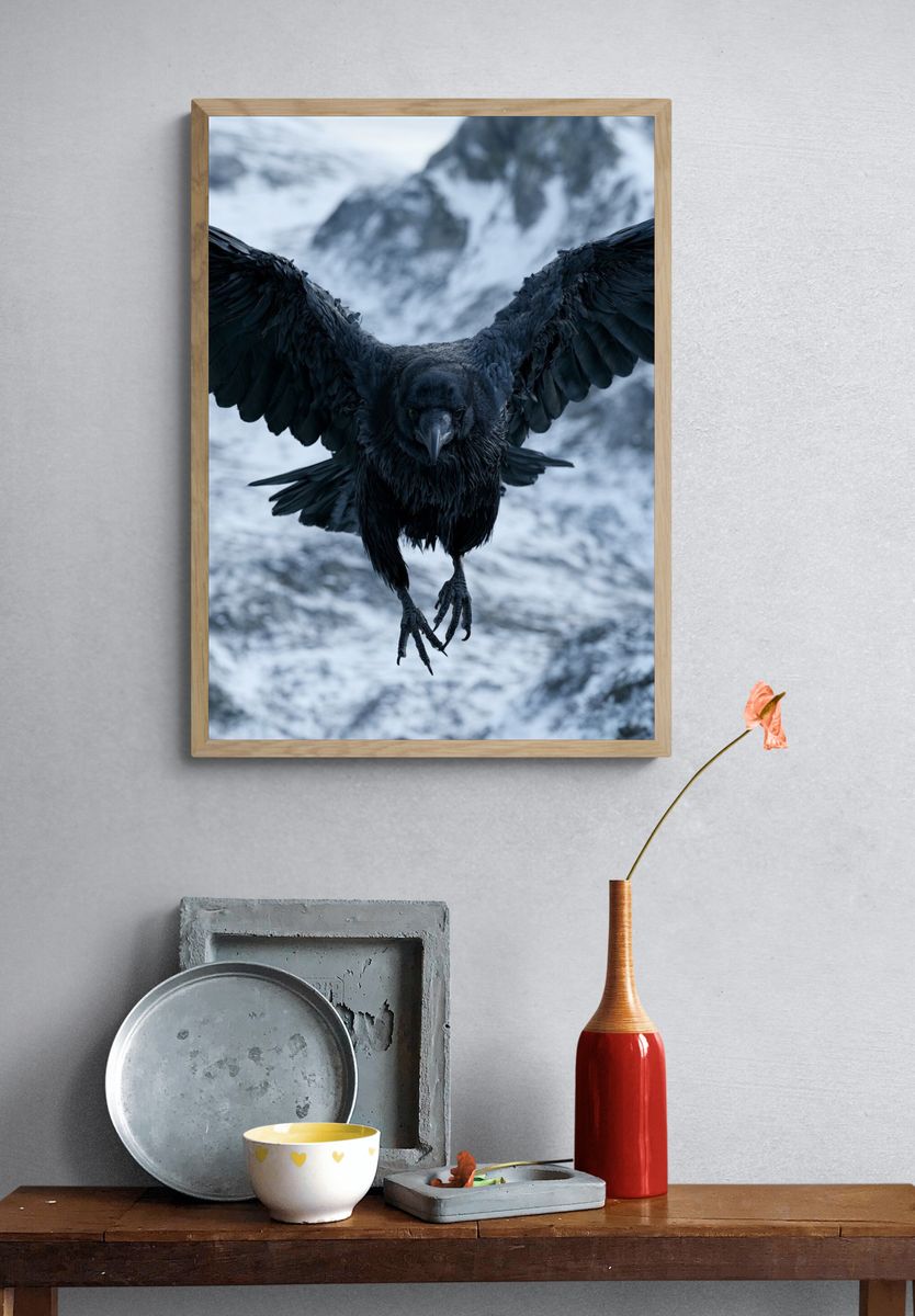 Raven in Flight Photography Poster. — room view 3