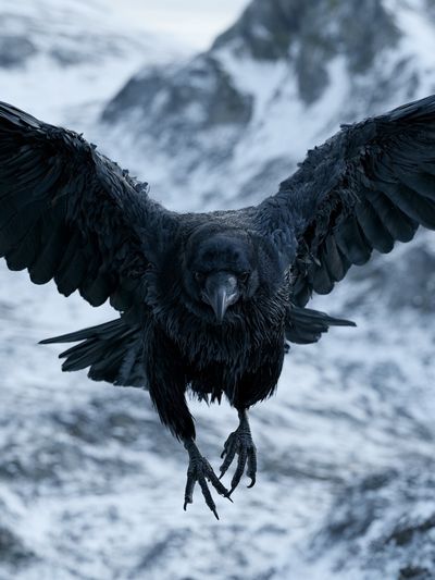 Raven in Flight Photography Poster. poster
