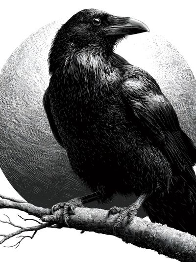 Raven on Branch Black-White Print. poster