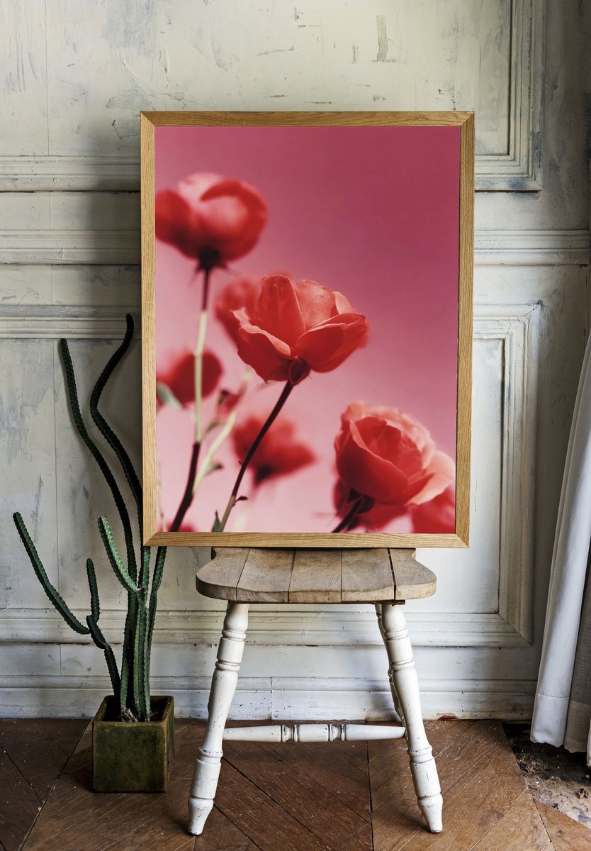 Roses on Pink Background Poster room preview