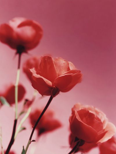 Roses on Pink Background Poster. poster print
