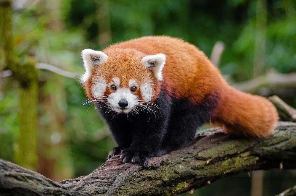 Red Panda on Tree Branch — Animal Photography Poster.