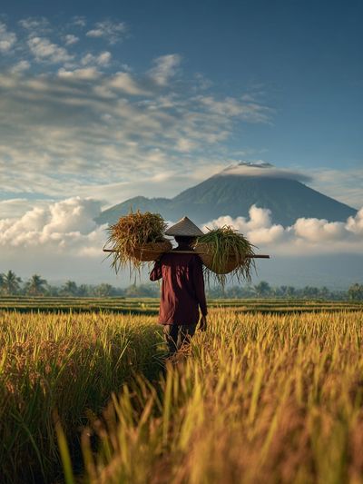 Rice Farmer in the Fields — Photography Print. poster print