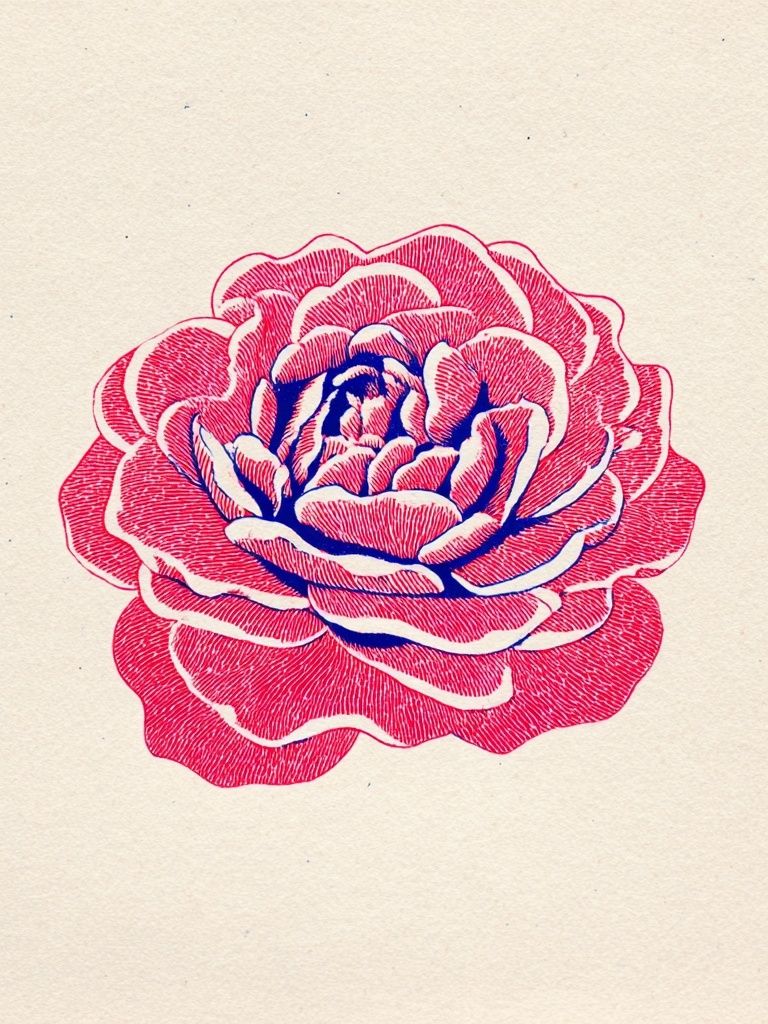 Rose Illustration Poster. poster detail