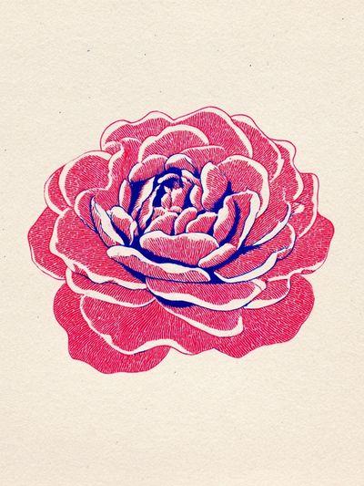 Rose Illustration Poster.