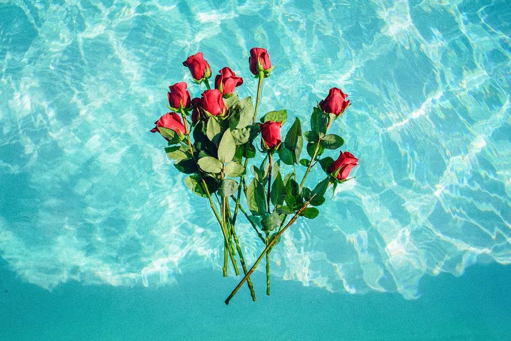 Roses in Pool — Photography Print. poster — photography art