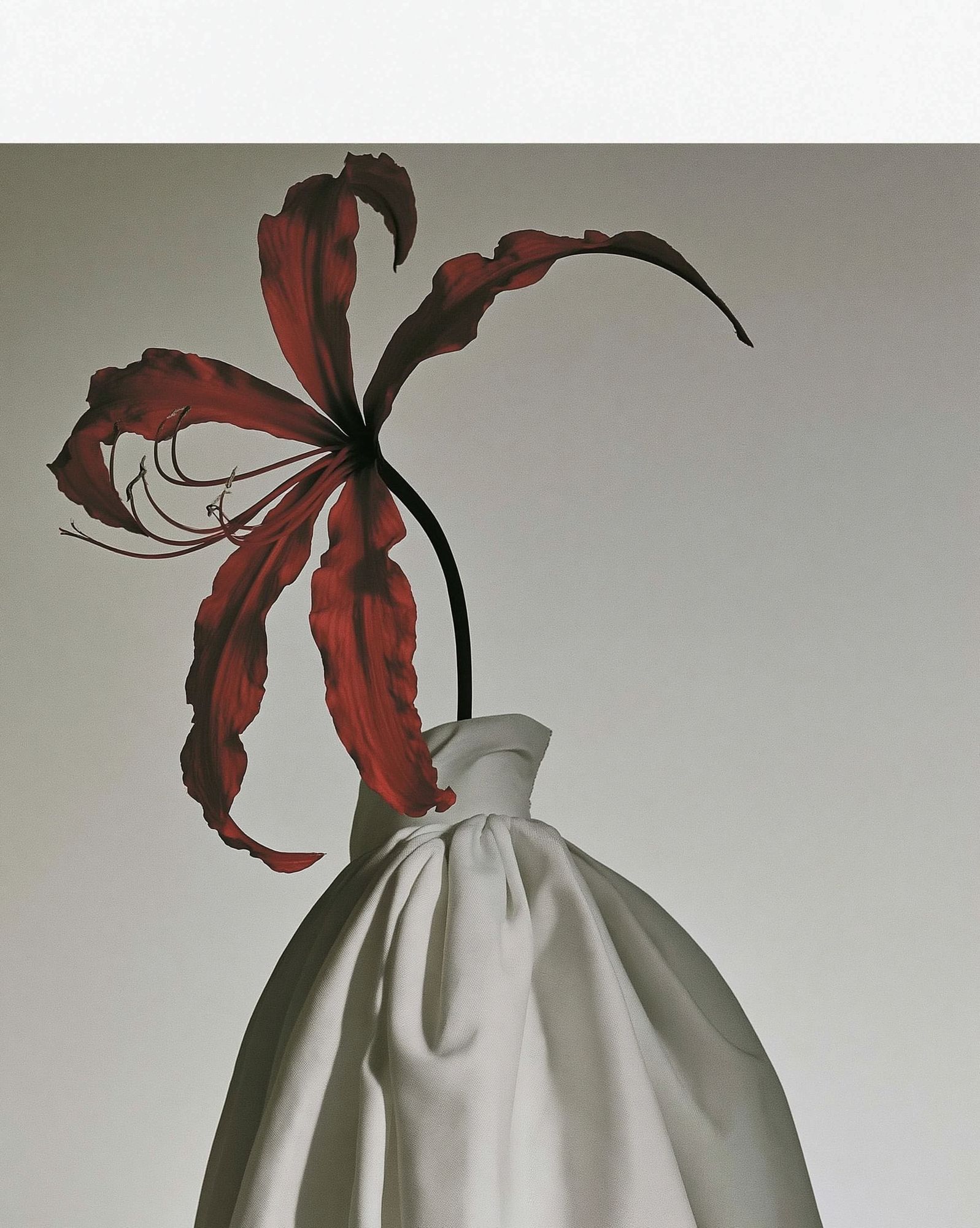 Red Lily Still Life Photography Poster. poster — photography art