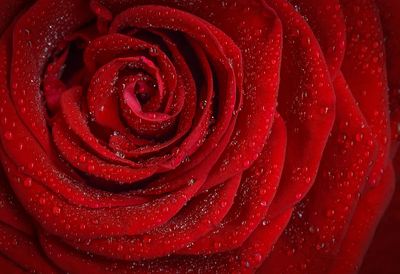 Free red rose image, public. poster print