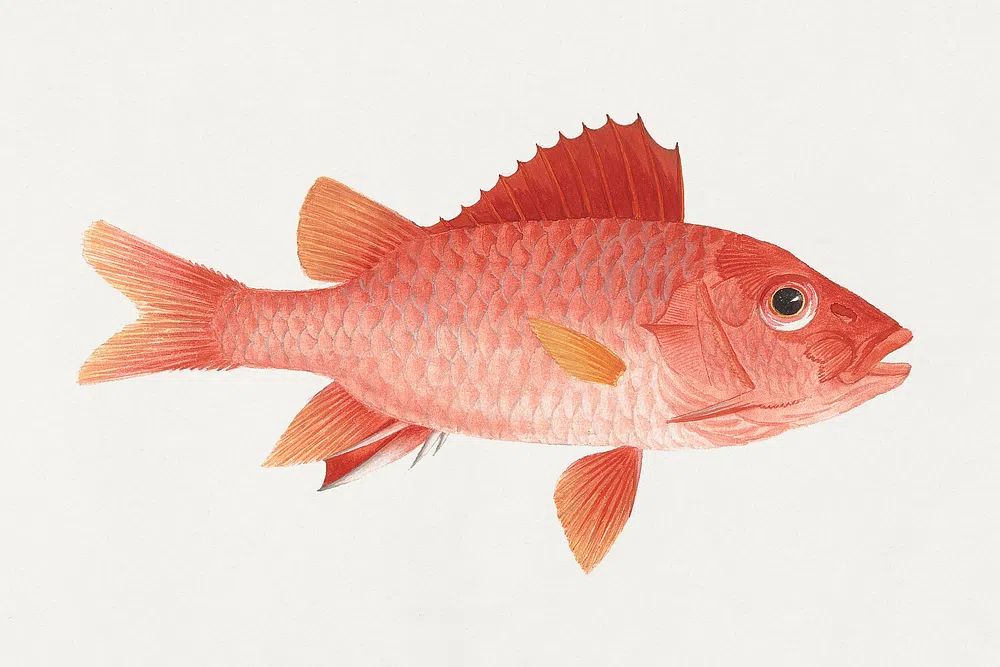 Red Snapper Watercolor Print. poster — illustration art