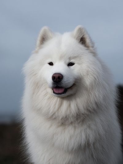 Samoyed Portrait Photography Poster. poster