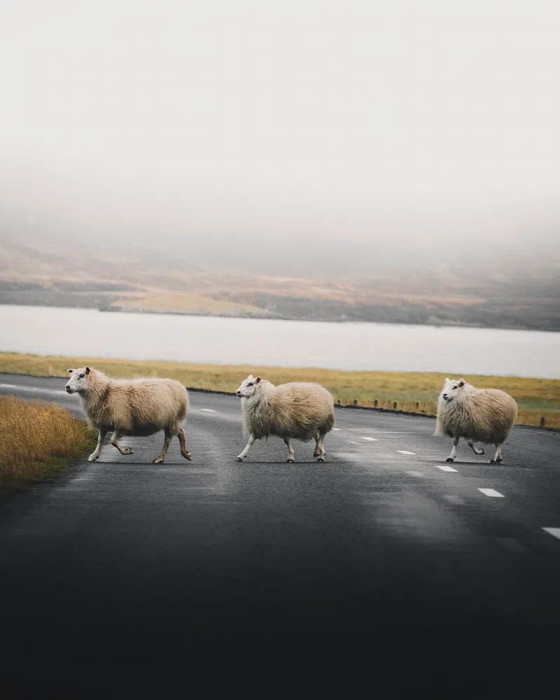 Sheep Crossing — Nature Photography Poster. poster — nature art