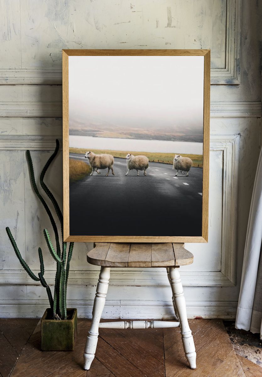 Sheep Crossing — Nature Photography Poster. — room view 1