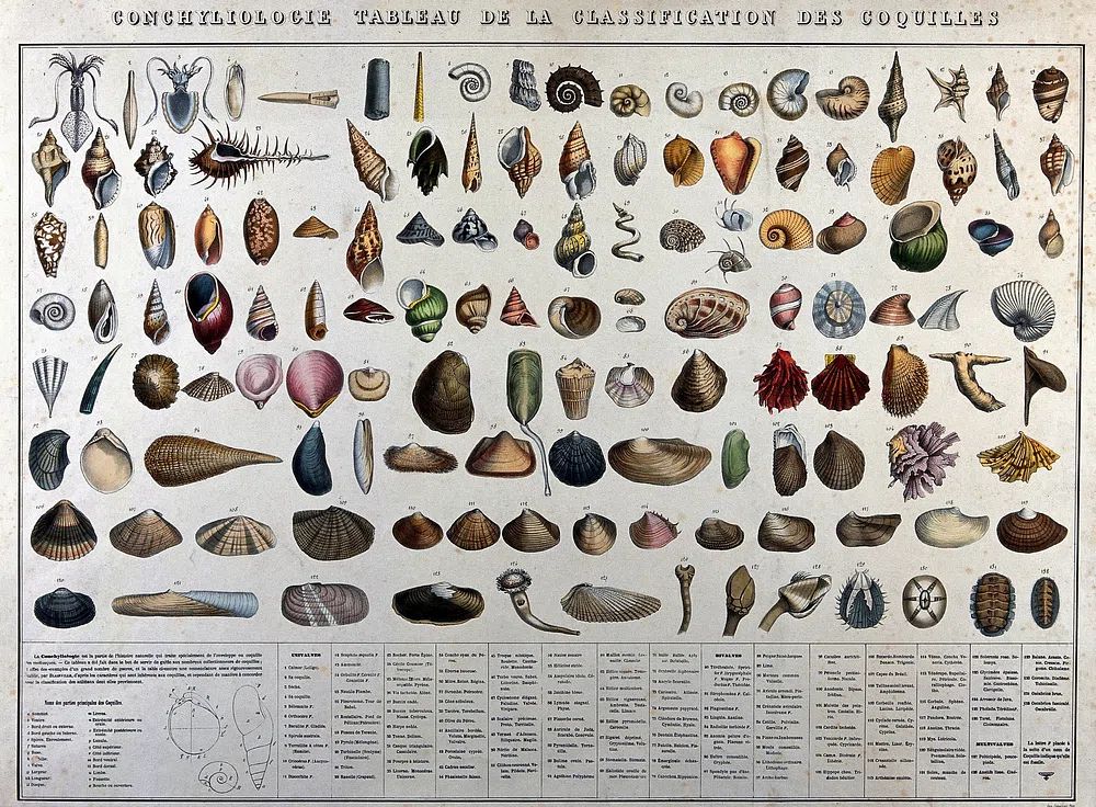 Shell Classification Poster. poster detail