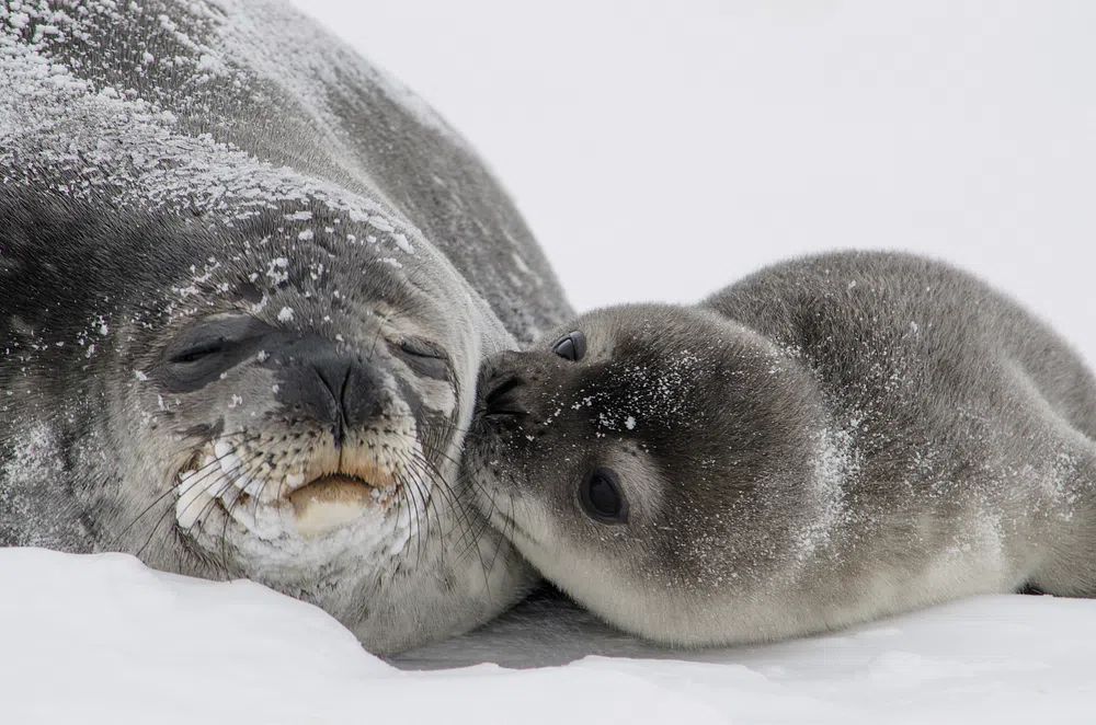 Adorable Seals — Wildlife Photography Print. poster — animals art