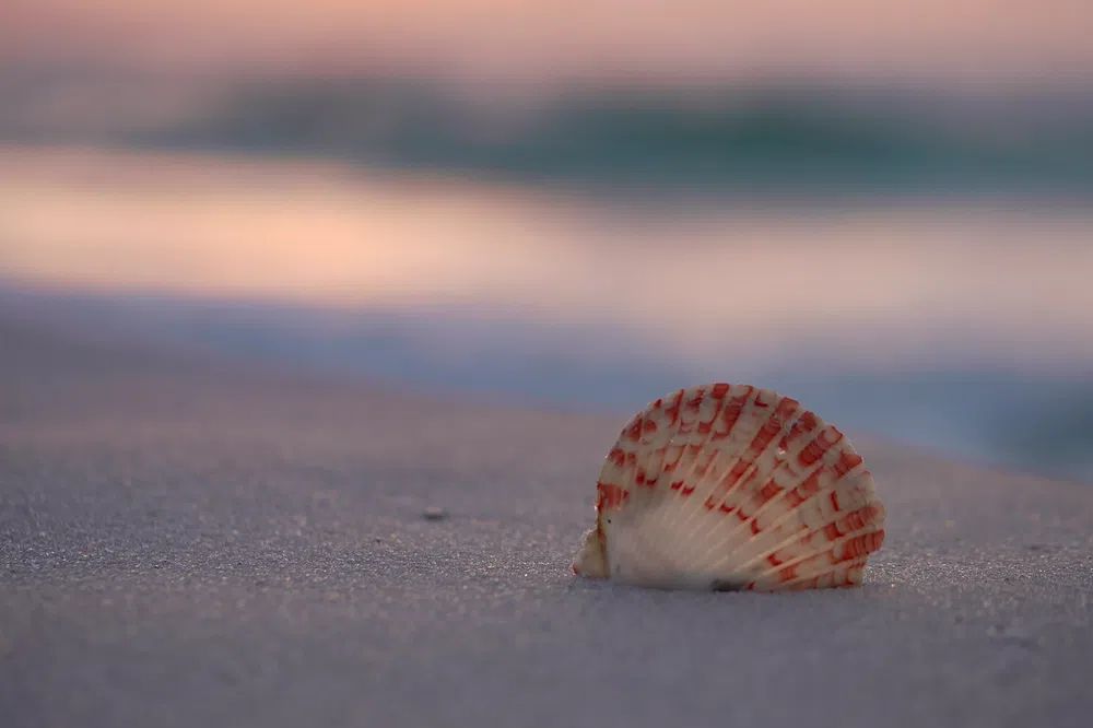 Seashell on the Beach — Photography Print. poster — photography art