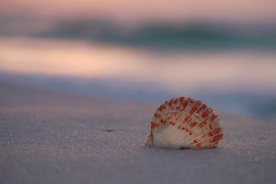 Seashell on the Beach — Photography Print. poster print