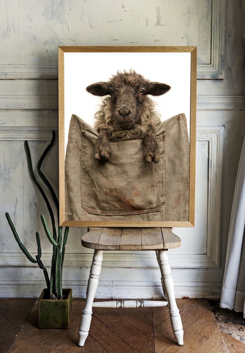 Sheep Portrait Photography Poster. room preview