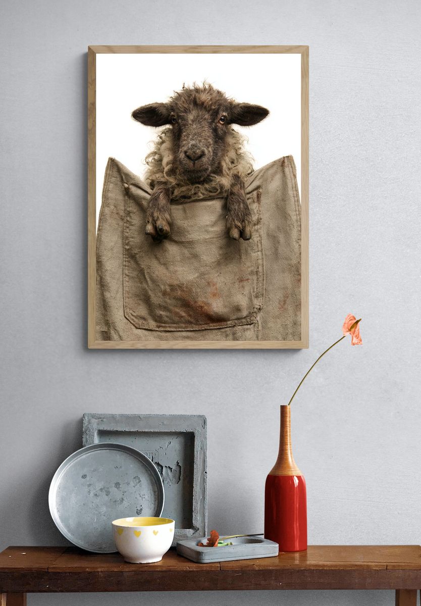Sheep Portrait Photography Poster. — room view 3