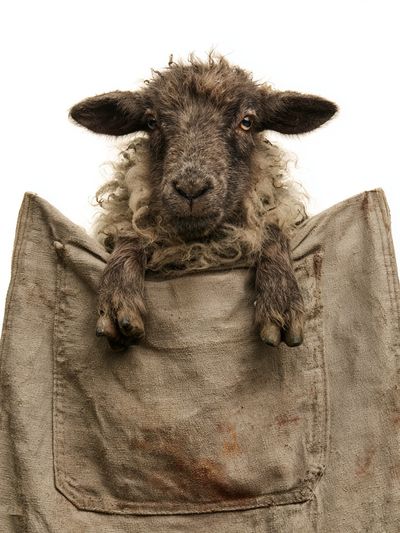 Sheep Portrait Photography Poster. poster