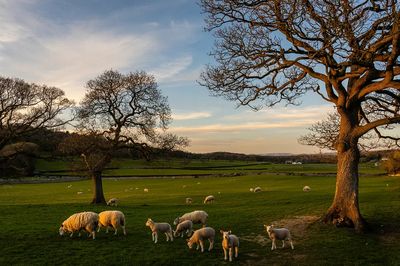 Sheep Grazing at Sunset Poster.