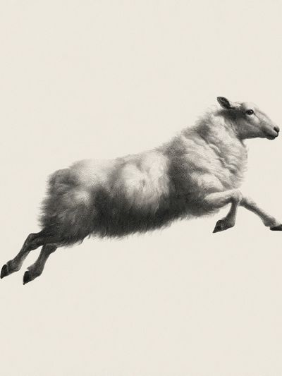 Leaping Sheep Black-White Print. poster
