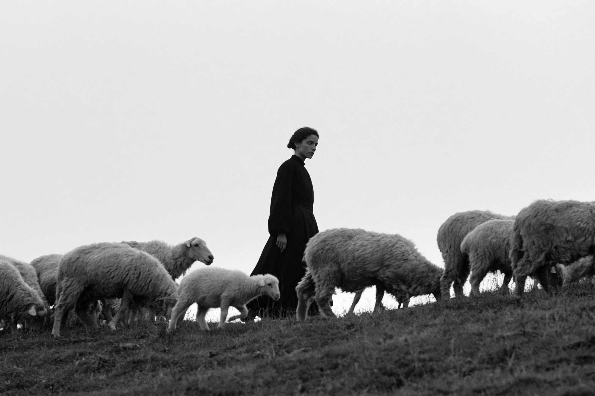 Shepherd and Sheep Black-White Poster. poster detail