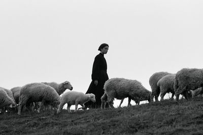 Shepherd and Sheep Black-White Poster. poster