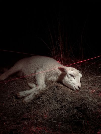 Resting Sheep — Contemporary Photography Print. poster print