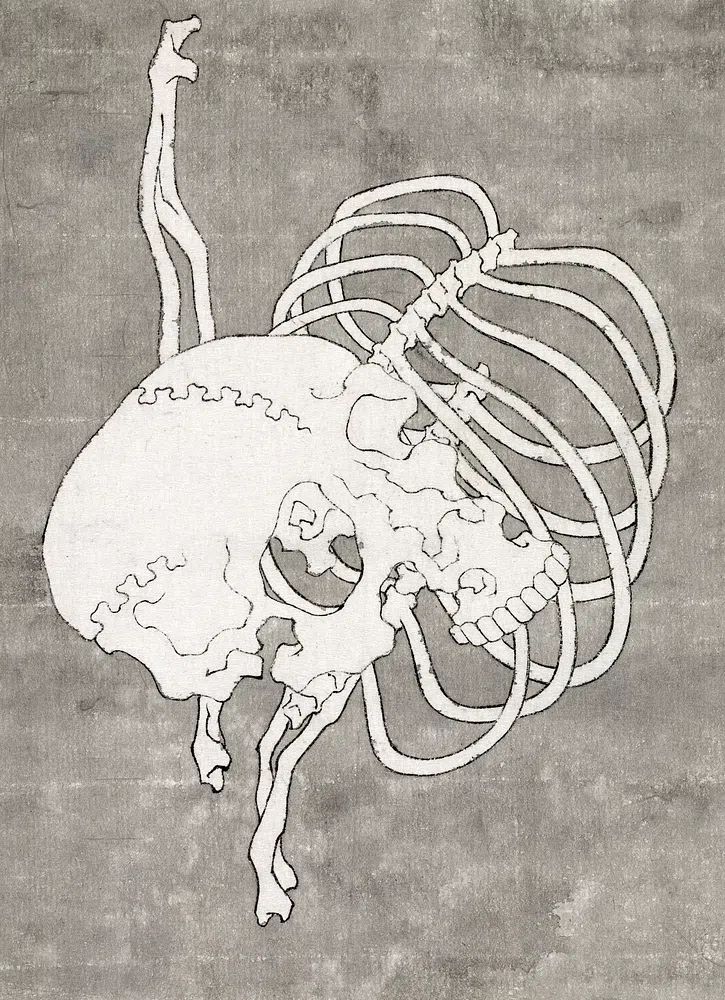 Anatomical Skull and Ribs — Minimalist Print. poster — fine-art art