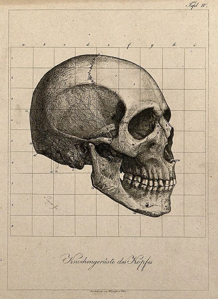 Human Skull Anatomy Poster. poster — fine-art art
