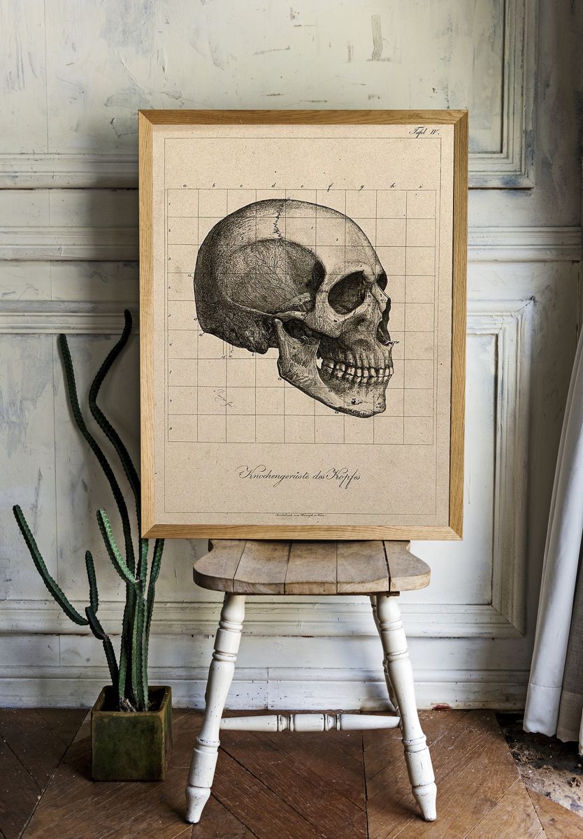 Human Skull Anatomy Poster room preview
