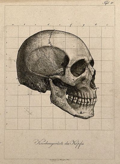 Human Skull Anatomy Poster. poster
