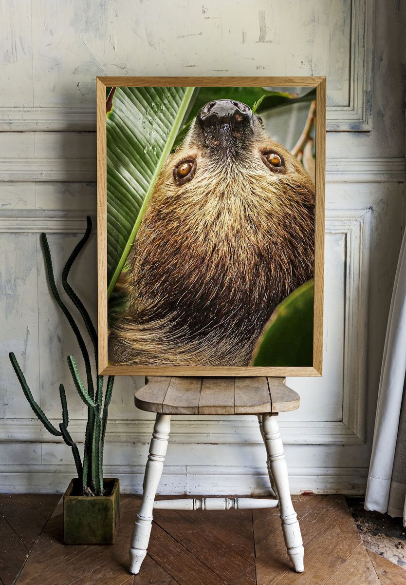 Two-toed Sloth by Stan Bysshe — Art Print room preview