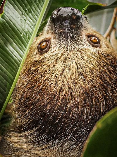 Two-toed Sloth by Stan Bysshe — Art Print. poster