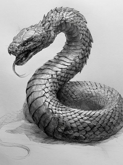 Coiled Snake Sketch Poster. poster