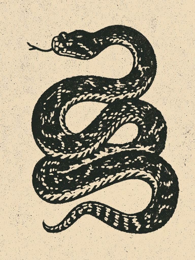 Coiled Snake Vintage Print. poster detail