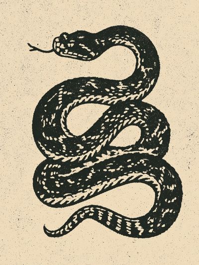 Coiled Snake Vintage Print. poster