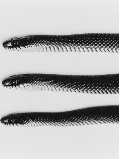 Black Snake Trio Photography Poster. poster