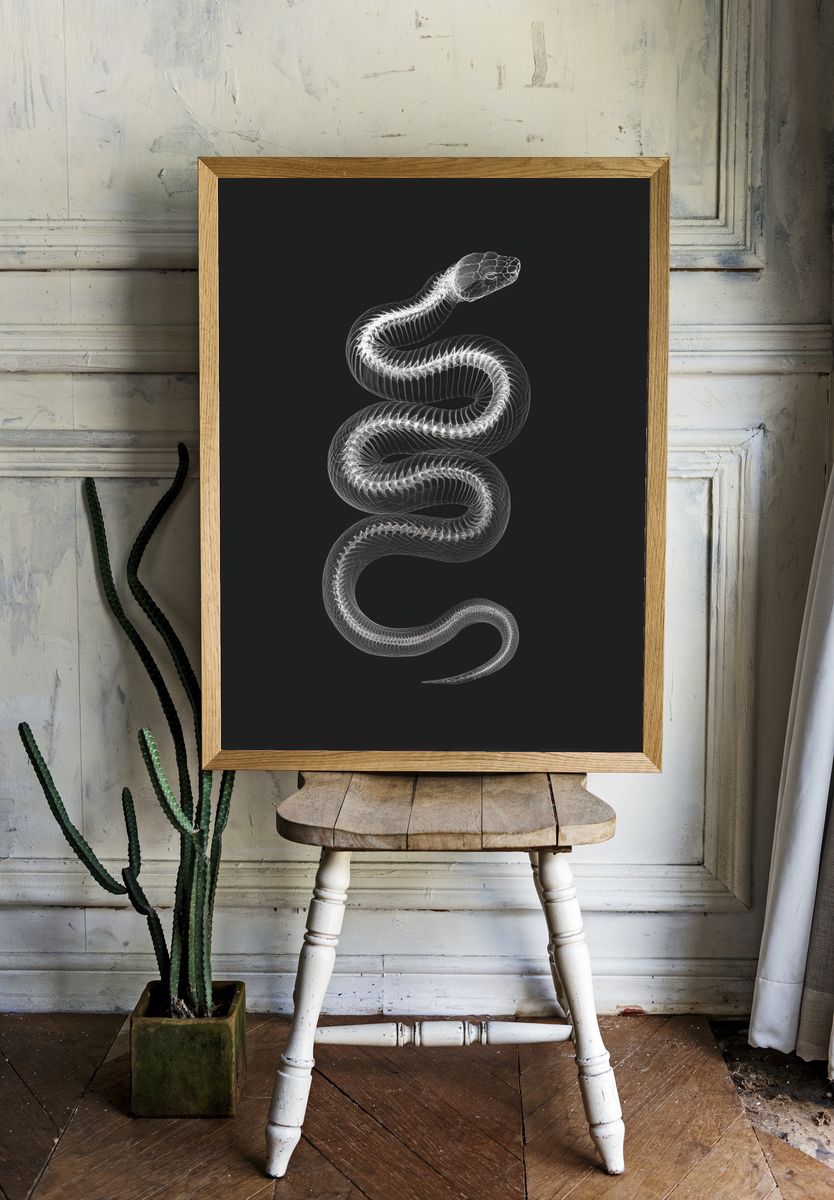 Serpentine X-Ray Illustration Poster room preview