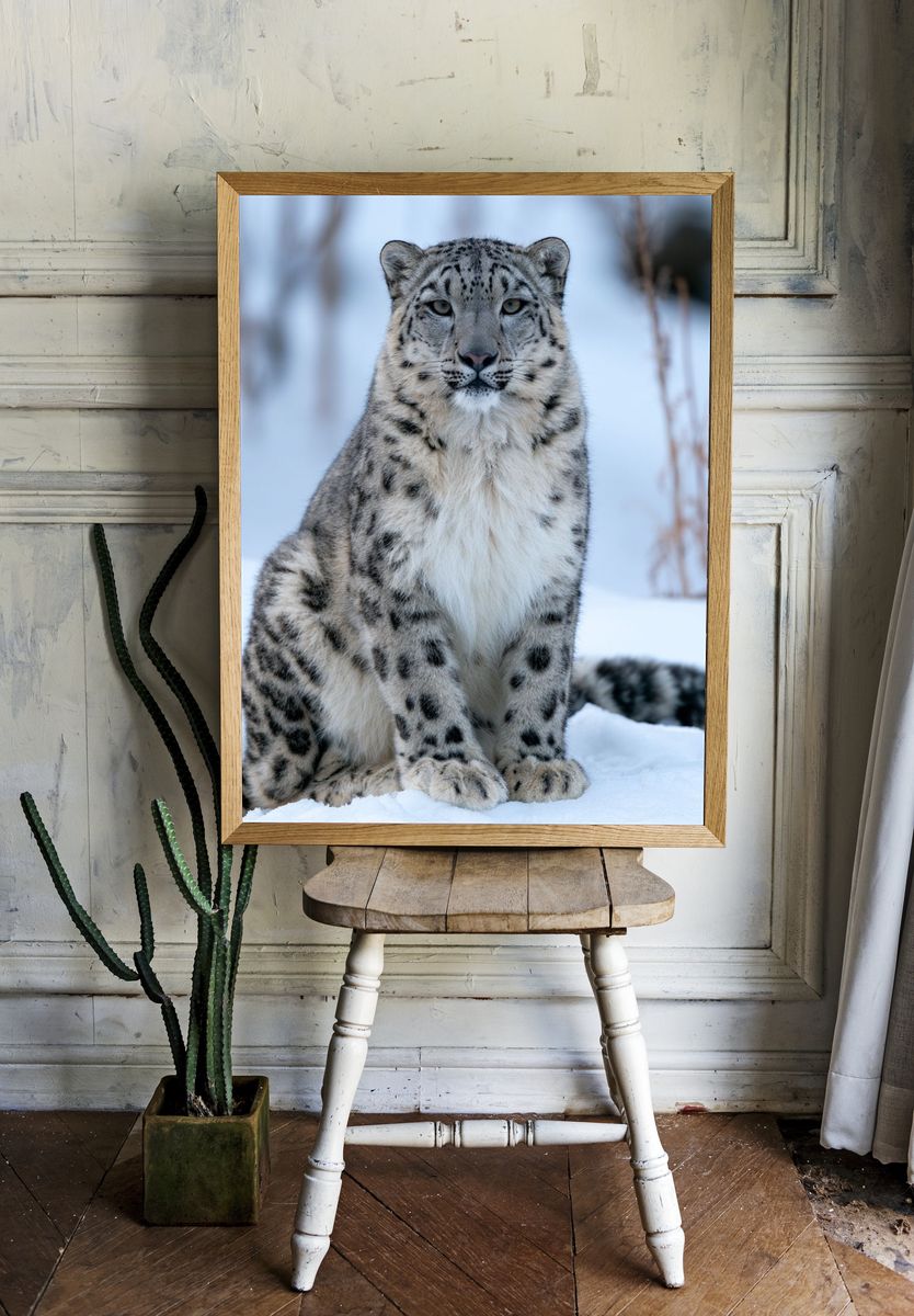 Snow Leopard Portrait Photography Poster. — room view 1