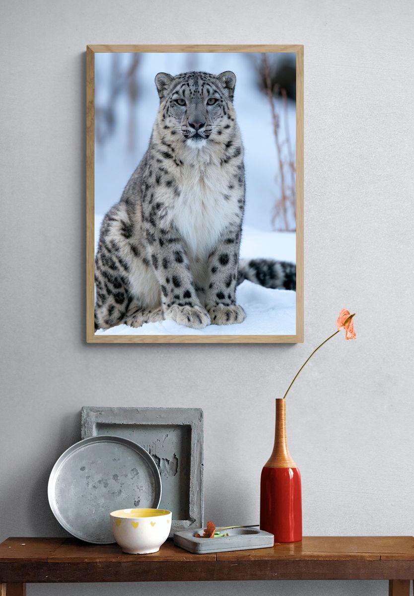 Snow Leopard Portrait Photography Poster. — room view 3