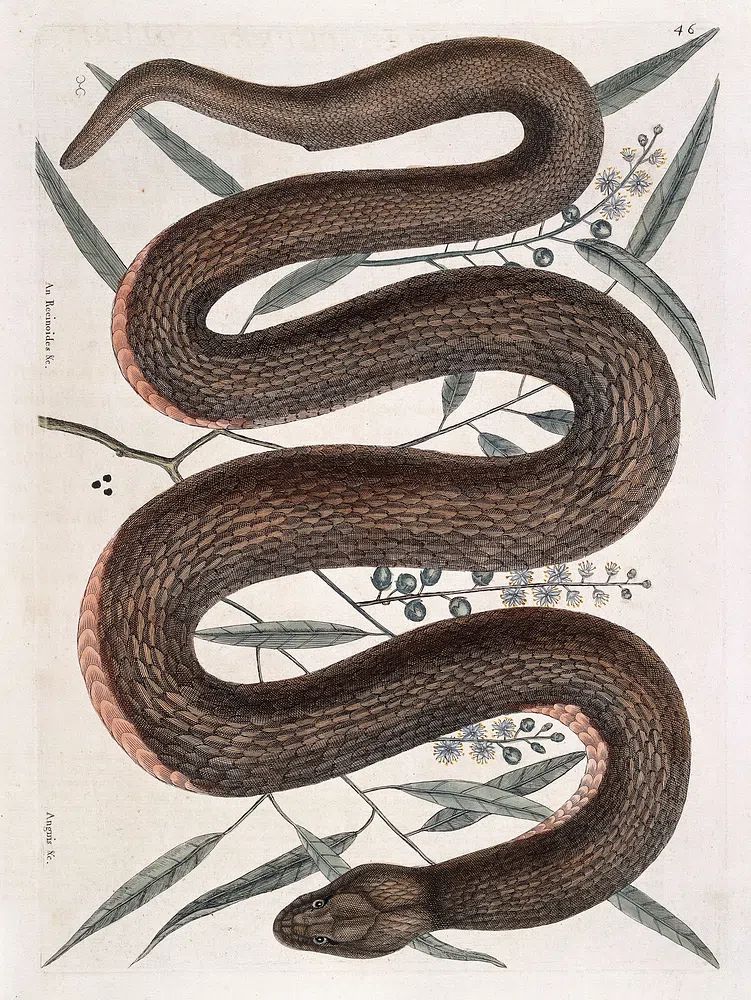 Elegant Snake Botanical Print. poster detail