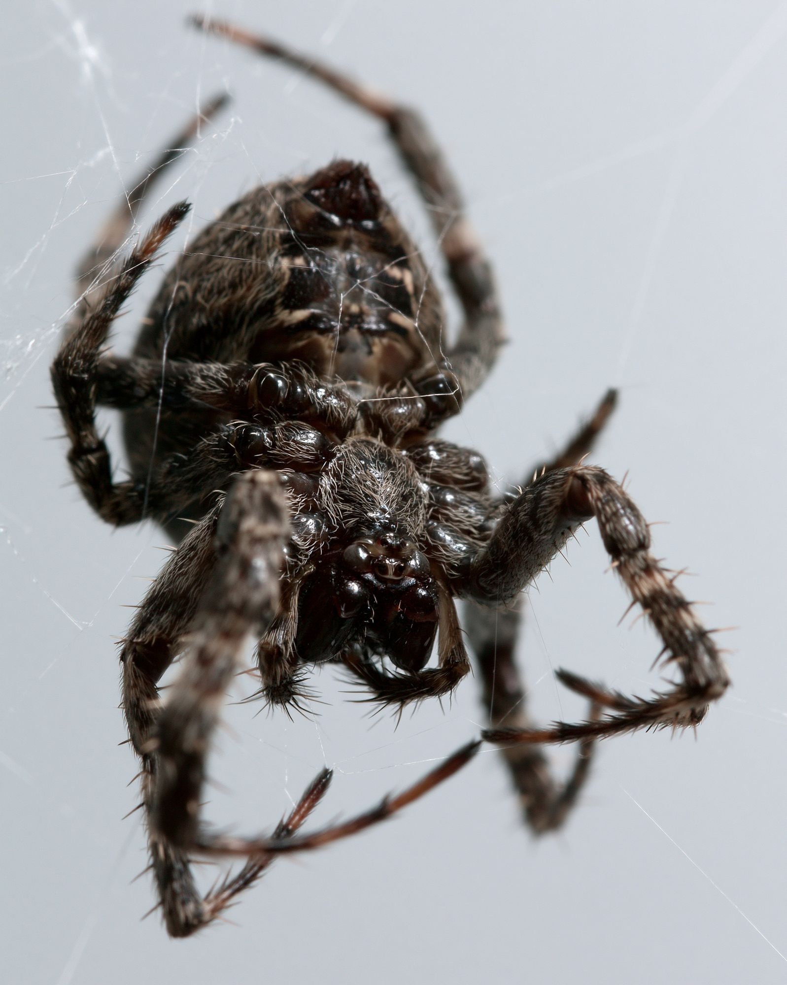 Spider Macro Photography Poster. poster detail