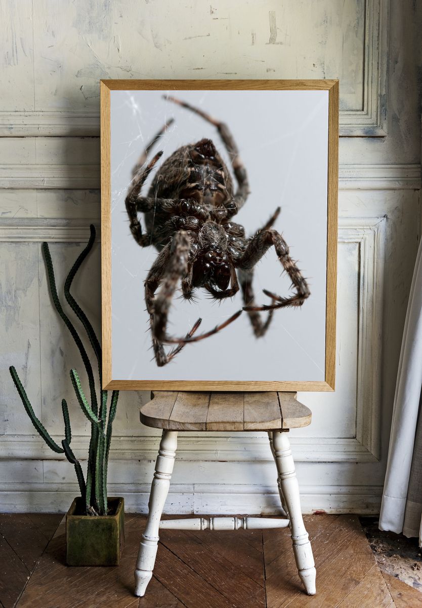 Spider Macro Photography Poster. — room view 1