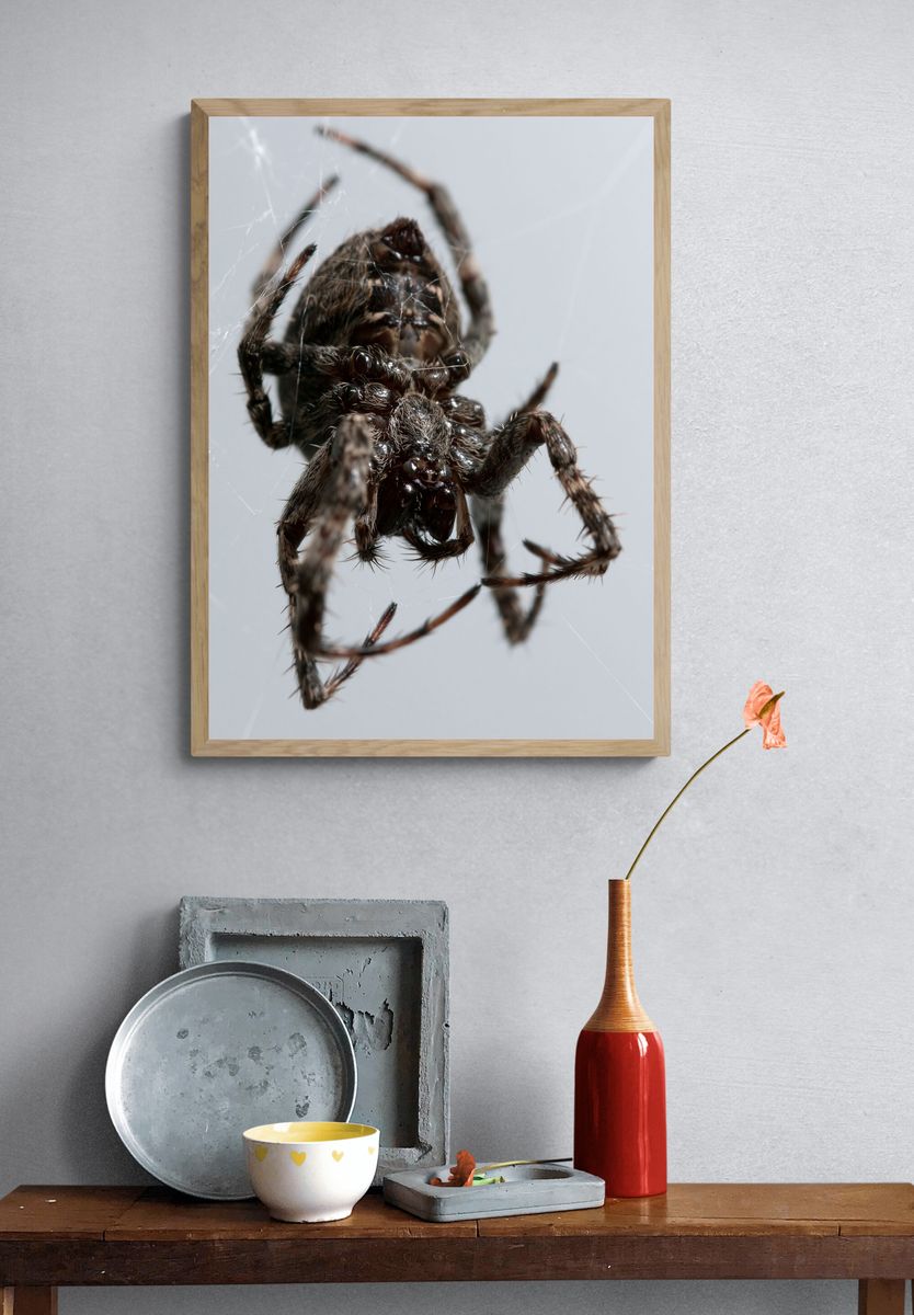 Spider Macro Photography Poster. — room view 3